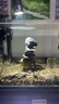 派樂特 魚缸造景骨架膠水族沉木莫斯樹根水草鵝卵石頭粘結(jié)100g 曬單實拍圖