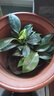 花翁金鉆盆栽室內(nèi)植物耐陰花卉綠植源頭直發(fā) 3棵高20cm+早安盆 2盆 曬單實拍圖