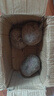 新鮮現(xiàn)拔的甜菜根甜菜頭有機(jī)純天然泡菜紫菜頭天津正宗甜菜根 5斤大果 曬單實(shí)拍圖