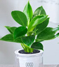 櫻霞【順豐上門】花卉植物室內(nèi)桌面凈化空氣水培小綠植好養(yǎng)活驅(qū)蚊盆栽 【吸甲醛小能手】金鉆+七葉蓮 帶盆 曬單實(shí)拍圖