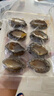 靈略 福建鮮凍大鮑魚 凈重400g 8粒盒裝 鮑魚火鍋燒烤  貝類海鮮 生鮮 曬單實(shí)拍圖