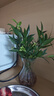 竹柏驅(qū)蚊竹水培植物室內(nèi)客廳水養(yǎng)綠植花卉盆栽水培驅(qū)蚊竹四季好養(yǎng) 驅(qū)蚊竹柏20棵+營(yíng)養(yǎng)液 曬單實(shí)拍圖