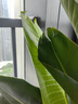 天堂鳥大型綠植盆栽 天堂鳥1.4-1.5米【梯形樹脂盆】 曬單實拍圖