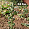鳳鳴雅世孢子甘藍菜種子四季盆栽籽苗蔬菜籽芽籽孢子甘藍種子100粒 曬單實拍圖