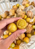 東北姑娘果精品新鮮水果3斤菇娘果大果燈籠果過年水果東北姑娘果G 凈重3斤【50%家庭選擇】 曬單實拍圖