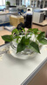 柯必達（KeBiDa）水培玻璃花瓶透明碗蓮荷花銅錢(qián)草盆缸養睡蓮的專(zhuān)用花盆魚(yú)缸植物器 水培玻璃盆肚徑25cm2個(gè) 曬單實(shí)拍圖