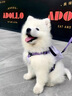 純種薩摩耶幼犬寵物微笑天使健康熊版狼版健康薩摩耶狗狗活體 寵物級 公 曬單實(shí)拍圖