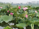 華為手機(jī)智選70plus新品5G旗艦 紅外遙控 鴻蒙生態(tài)守護(hù) 海量雙存 五星級(jí)防水抗摔 超巨量電池 極速快充 曜金黑512GB 官方標(biāo)配 180天只換不修+3年質(zhì)保+碎屏險(xiǎn) 曬單實(shí)拍圖