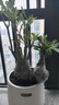 沙漠玫瑰盆栽花苗耐旱好養綠植多肉老樁四季開(kāi)花室內外植物花卉 大紅 四年苗(%55人選擇) 曬單實(shí)拍圖