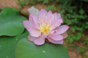 佳能（Canon）R50微單相機(jī) 4K數(shù)碼照相機(jī)旅行家用 入門級(jí)攝影機(jī)Vlog視頻直播拍攝學(xué)生美顏相機(jī)套餐送支架補(bǔ)光燈 R50 黑色RF-18-45套機(jī)【六期免期】 官方標(biāo)配 曬單實(shí)拍圖