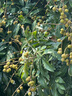 啄木鳥(niǎo)（TUCANO）遮陽(yáng)帽男士夏季太陽(yáng)帽可折疊釣魚(yú)登山帽子透氣漁夫帽防曬帽 灰色 曬單實(shí)拍圖
