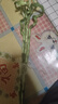 昊蘭諾水培花卉富貴竹綠植盆栽室內(nèi)盆栽植物水培荷花竹帶根 轉(zhuǎn)運(yùn)竹5支50高左右 不含盆 曬單實(shí)拍圖