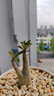 臨雅沙漠玫瑰盆栽重瓣老樁花期超長(zhǎng)花卉綠植物室內(nèi)四季好養(yǎng)活源頭直發(fā) 曬單實(shí)拍圖
