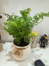 多年生常綠鐵線(xiàn)蕨綠植花卉狼尾撅耐蔭水培土培草本觀(guān)葉植物花卉 鐵線(xiàn)蕨原盆原土 曬單實(shí)拍圖