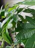 植男植女發(fā)財(cái)樹客廳大型盆栽室內(nèi)真綠植好養(yǎng)落地辦公室開業(yè)招財(cái)樹源頭直發(fā) 曬單實(shí)拍圖