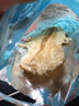 海貍先生 香烤鱈魚(yú)片  孕婦辦公室海鮮零食大連特產(chǎn)烤魚(yú)片香魚(yú)片即食 裙帶菜60g+鱈魚(yú)片20g 曬單實(shí)拍圖