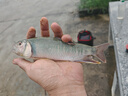 川澤短子線雙鉤升級(jí)金袖魚(yú)鉤成品綁好套裝淺水野釣防纏繞海夕鉤鯽魚(yú)鉤 金袖有刺32cm【鉤2/3線0.6/0.8】 子線雙鉤20付/盒 曬單實(shí)拍圖