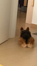 伯納天純凍干狗糧生鮮鴨肉梨0谷物凍干成犬幼犬通用犬糧 15kg 曬單實拍圖