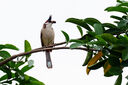 適馬（SIGMA）500mm F5.6 DG DN OS ｜Sports 全畫幅 超遠攝定焦鏡頭 打鳥拍荷花（索尼卡口） 曬單實拍圖