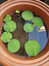 廣東省塘泥土魚塘泥漿透氣營養(yǎng)土養(yǎng)花種菜荷花蘭花專用上浮土花泥 只發(fā)廣東20斤優(yōu)質(zhì)方塊塘泥 曬單實拍圖