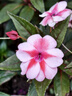 泰森(Tyson) 雞翅中 1.5KG 1.5kg 曬單實(shí)拍圖