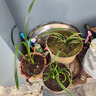 楠花綠坊廣東蜜蜂蘭誘蜂香薰綠植盆景花卉種植苗美觀(guān)壯葉蜜蜂蘭花 蜜蜂蘭3株苗 曬單實(shí)拍圖