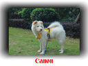 佳能（Canon）【12期無(wú)息】r100 數碼相機 入門(mén)級 旅行家用學(xué)生 小巧便攜半幅微單相機 佳能r100 佳能相機r100 R100套機 假一賠十萬(wàn) 【全款支付】官方標配【咨詢(xún)套餐3更劃算】 曬單實(shí)拍圖