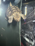 吉印刀鋒s魚缸燈led燈防水全光譜魚缸照明燈水草燈小型超白魚燈56cm 曬單實(shí)拍圖