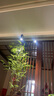 光聯(lián)天下光聯(lián)天下夾子植物生長(zhǎng)燈led全光譜桌面綠植盆栽花卉植物補(bǔ)光射燈 30W三頭【全光譜5000K】Pro 夾子植物燈 曬單實(shí)拍圖