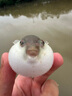 老鬼（OLDGHOST）魚(yú)餌大福壽肝味餌戰(zhàn)斗篇黑坑野釣羅非餌料羅非釣餌400g 曬單實(shí)拍圖