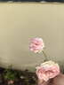 藤本月季爬藤大苗薔薇花大苗特大花庭院爬墻植物四季開花濃香盆栽 粉龍【150CM—160CM高發(fā)貨】 曬單實拍圖