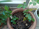 耐寒薔薇花苗爬藤四季開花室內(nèi)盆栽室外藤本月季玫瑰花卉易活植物 粉扇 灌木 精品花苗 不含盆 曬單實拍圖