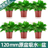 綠蘿盆栽室內(nèi)客廳綠植花卉 家用凈化空氣綠籮植物吸除甲醛吊蘭 高20CM【綠加侖吸水】10盆+5肥 曬單實(shí)拍圖