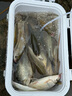 佳釣尼伏魔典藏五代魚(yú)竿超輕超硬釣魚(yú)竿手竿鯽鯉魚(yú)輕量綜合臺釣竿 4.5m 曬單實(shí)拍圖