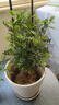 驅(qū)蚊蟲清香木盆栽正宗胡椒木花卉綠植四季好養(yǎng)凈化空氣吸甲醛植物 6年大苗1盆【原盆原土發(fā)貨】+肥料 曬單實拍圖