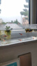 孔雀魚天使魚 純種觀賞魚淡水好養(yǎng)熱帶小型觀賞魚 孔雀魚12條送備損3條【發(fā)15條】 曬單實(shí)拍圖