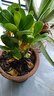 沙漠玫瑰盆栽重瓣花卉庭院植物耐旱室內(nèi)四季陽臺盆景懶人好養(yǎng)綠植 沙漠玫瑰【紅富貴】3年老樁+加侖盆 曬單實拍圖
