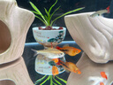 YEE超白魚(yú)缸桌面客廳生態(tài)斗金魚(yú)烏龜缸造景小型水草養(yǎng)魚(yú)玻璃裸缸40cm 曬單實(shí)拍圖