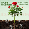 施可豐茶花專用肥料復(fù)合肥四季黑斑掉花苞枯葉氮磷鉀三元山茶花肥盆栽 曬單實拍圖