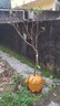 芥圃荔枝苗嫁接苗 官方旗艦 廣西荔枝樹(shù)苗南方種植可長(cháng)10年大樹(shù)果樹(shù)苗 荔枝王 【帶土帶葉發(fā)貨】 4年苗 高度：100-130cm 曬單實(shí)拍圖