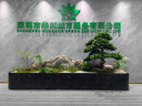 潮裕盆景迎客松羅漢松盆景客廳陽臺造型綠植物造型高端盆景居家擺放好養(yǎng)護 羅漢松盆景25 曬單實拍圖