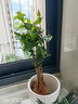 茉莉花盆栽 · 濃香型花卉 陽(yáng)臺室內綠植盆栽 辦公室花卉綠植 茉莉花6棵【帶花苞】+綠竹陶瓷盆 濃香型 曬單實(shí)拍圖