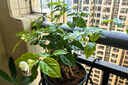 開時果 茉莉花盆栽濃香型 桌面綠植物陽臺花卉樹苗盆景擺件源頭直發(fā)包郵 精選茉莉花3-6株【加侖盆】 曬單實拍圖