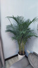 植男植女客廳綠色植物散尾葵大型綠植鳳尾竹室內(nèi)盆栽輕奢夏威夷竹源頭直發(fā) 曬單實(shí)拍圖