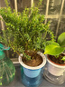 綠有意綠植盆栽多肉花卉盆栽植物室內(nèi)桌面水培綠植辦公室客廳植物懶人 吸甲3盆】綠蘿+金邊吊蘭+金鉆 曬單實拍圖