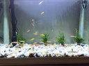 百綸木千斑馬魚觀賞魚苗燈科魚活體冷淡水新練手好養(yǎng)小型熱帶魚紅綠寶蓮燈 【小缸】1-2cm小斑馬8條隨機(jī)色 曬單實(shí)拍圖