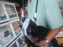星舵狗狗立耳器德牧立耳貼杜賓犬耳朵輔助豎耳神器黑狼犬青柯基幼犬矯 通用狗狗立耳神器（配專用膠水+膠帶） 曬單實拍圖