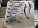 京東超市 海外直采挪威多春魚2斤(4*250g）40-50條 公母混合  燒烤魚類 曬單實(shí)拍圖