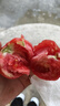 京鮮生沙瓤粉西紅柿 凈重3斤 單果100g+果菜兩吃 源頭直發(fā) 【搜生鮮館】 曬單實拍圖