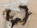 【易活速發(fā)芽】荷包牡丹盆栽花卉花苗庭院陽臺芍藥帶芽根系種球根 荷包牡丹3年大根4-6芽 國王之心 曬單實拍圖